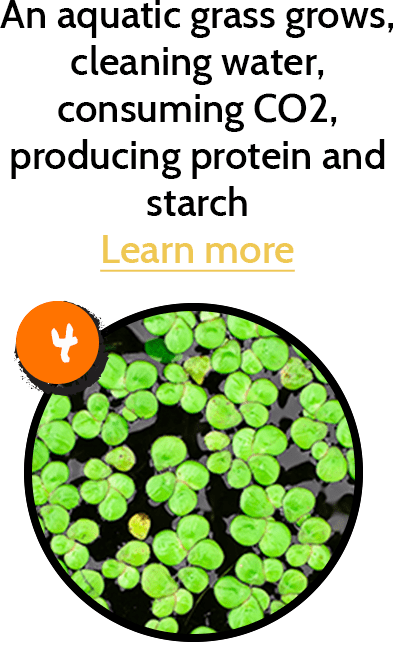The grass is fermented to seperate proteins that we use to help make animal feed