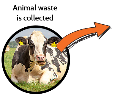 Animal waste is collected