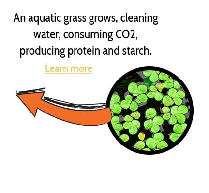 An aquatic grass grows, cleaning water and producing CO2.